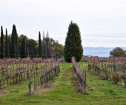 Avignonesi, Vino Nobile di Montepulciano 2021 (6 x 75cl) - Rue Pinard